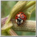Harmonia axyridis - Asiatischer Marienkaefer 18.jpg